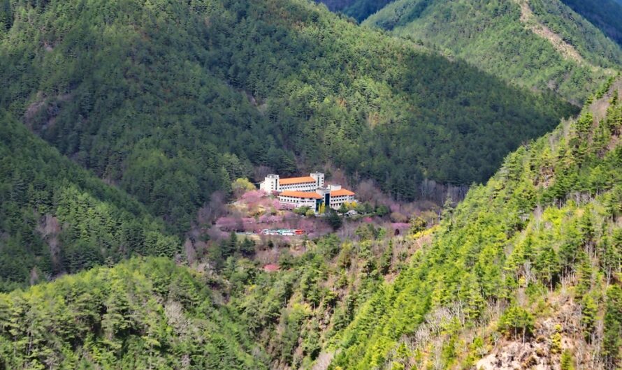 2021 武陵農場賞櫻之旅—武陵富野渡假村住宿心得（房間、餐食、夜間活動介紹）