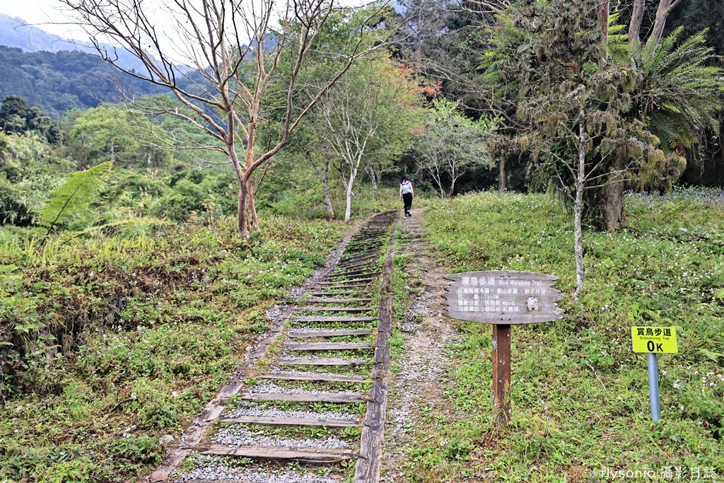 溪頭自然教育園區｜冷門的挑戰級步道—賞鳥步道（2.1公里）