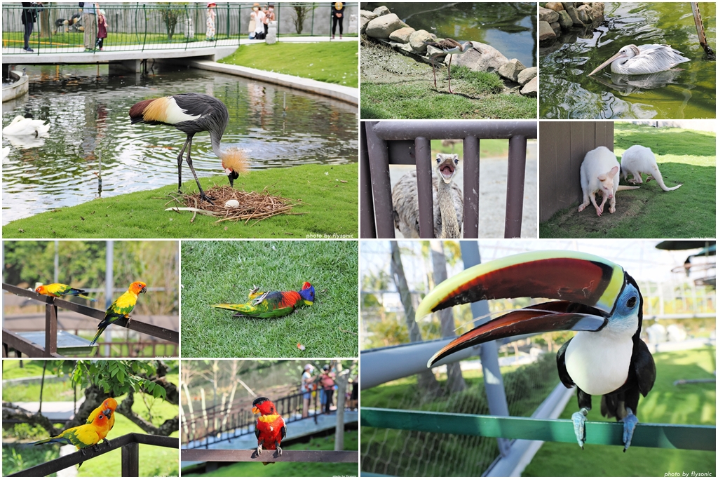 南投草屯｜九九峰動物樂園—亞洲最大規模鳥類主題樂園