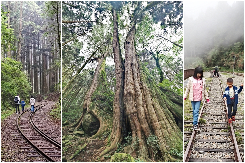 嘉義阿里山｜二萬平風景區—雲霧繚繞的二萬平車站、樹抱石夫妻樹、阿里山青年活動中心午餐