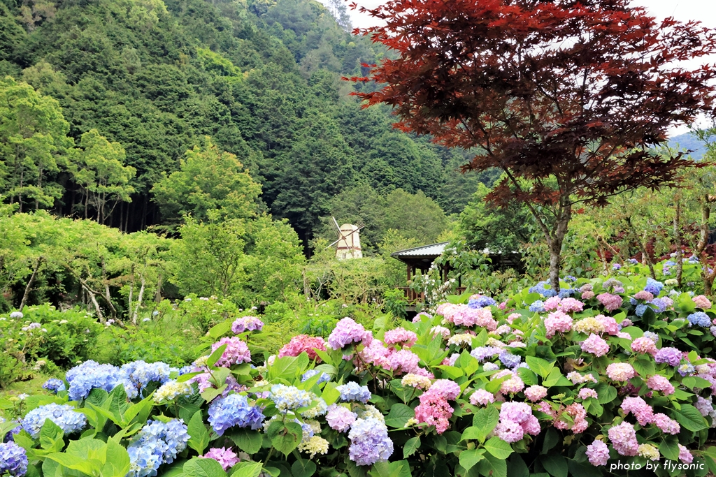 2022 杉林溪繡球花季—繡球花牆、花海、氣勢磅礡的松瀧岩瀑布