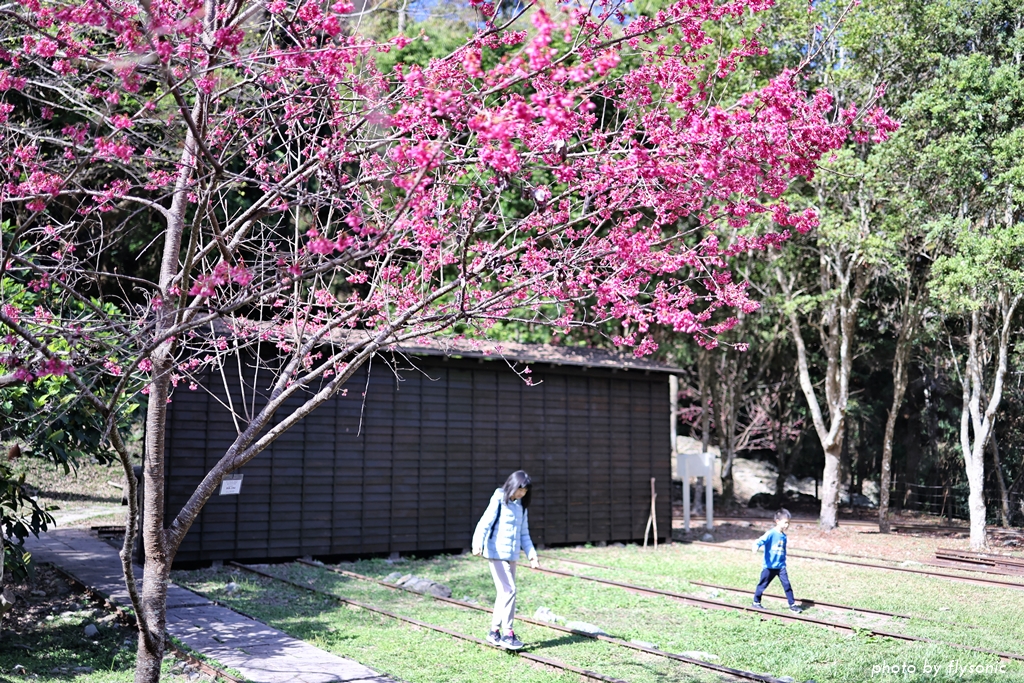 2023 春遊八仙山森林遊樂區—賞櫻、觀溪、櫻花X鐵軌