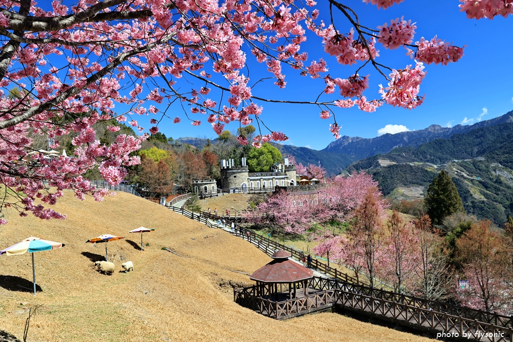 2023 清境農場賞櫻—青青草原、觀山牧區，櫻花、綿羊、城堡、高山，美極了的賞櫻景點