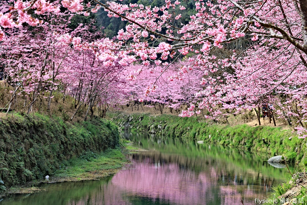 2023 杉林溪櫻花季、鬱金香花季