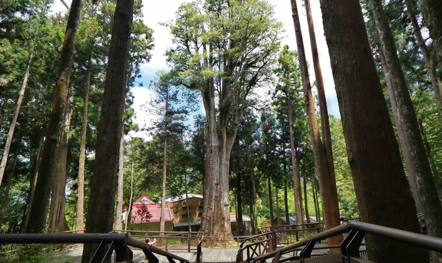 阿里山森林遊樂區｜園區的菁華路線介紹—櫻王、三代木、阿里山博物館、香林神木、琴山河合博士的事蹟、慈雲寺、巨木群棧道（一）