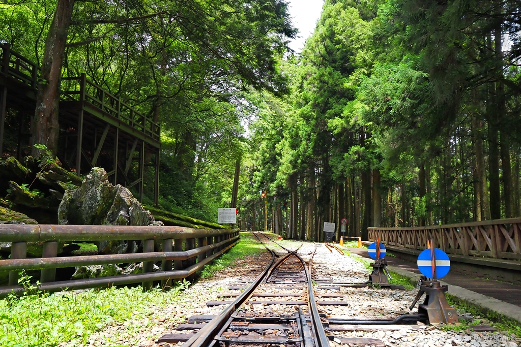 阿里山森林遊樂區｜阿里山的精神象徵—阿里山神木與森林小火車的故事