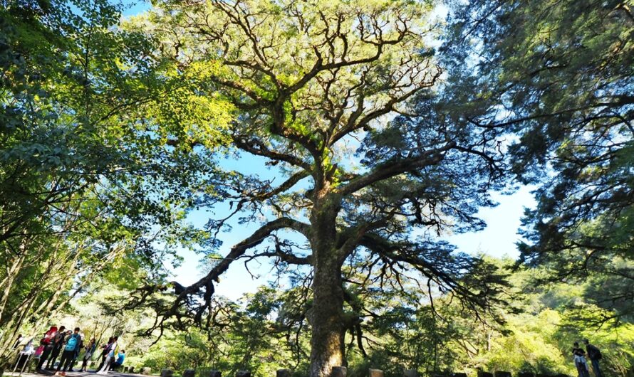 【南投信義】塔塔加步道（大鐵杉、玉山登山口、麟趾山鞍部、東埔大草原步道）—親子健行/塔塔加遊憩區/步道地圖/健行路線