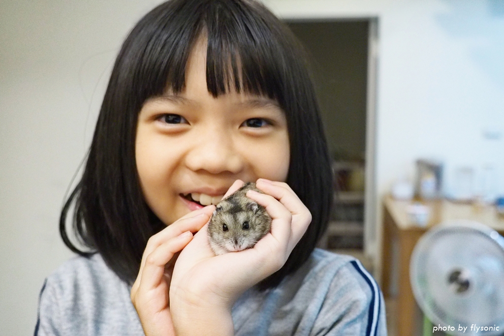 【新手養倉鼠】倉鼠的飲食（1）：飼料的挑選及推薦（三線鼠）
