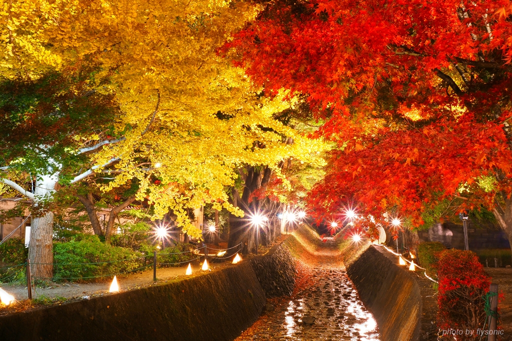 【2019 紅葉河口湖】楓葉迴廊（含夜楓）