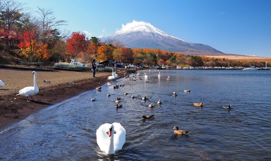 【2019 紅葉山中湖】楓紅、天鵝、富士山─山中湖旭日丘湖畔綠地公園