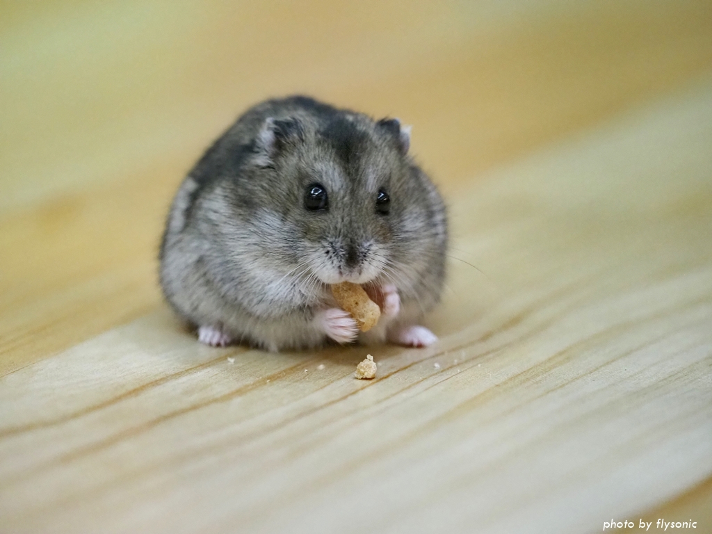 【新手養倉鼠】倉鼠的飲食（2）：飼料及零食、點心推薦