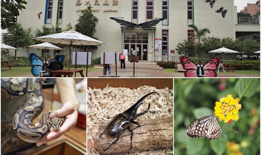 嘉義市區｜嘉義大學昆蟲館、咖啡學園午餐—精彩的昆蟲解說導覽、昆蟲大模型、稀有昆蟲標本