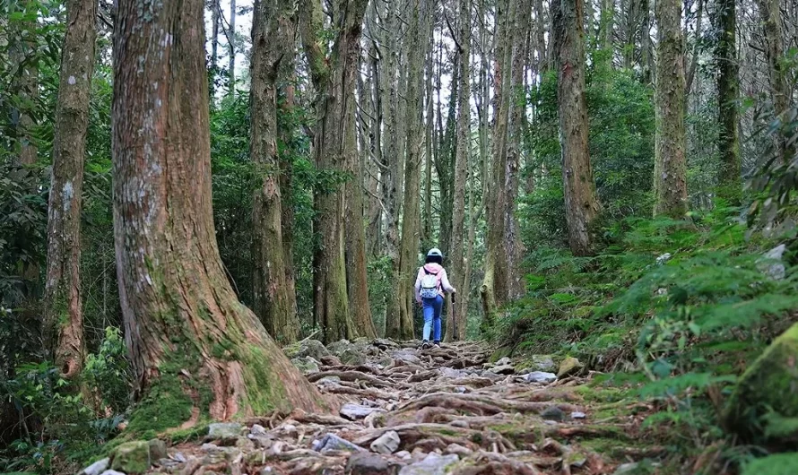 大雪山森林遊樂區｜鳶嘴稍來步道—稍來山小百岳、森林瞭望台