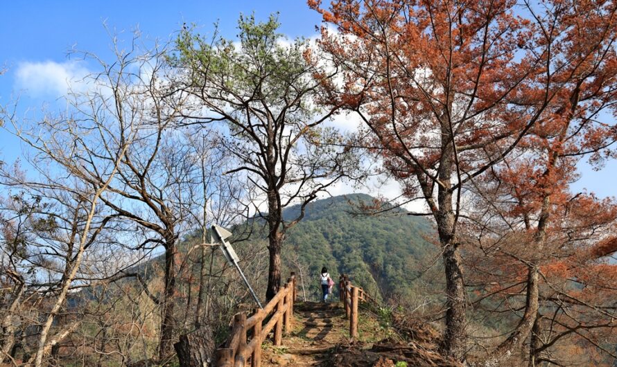 南投惠蓀林場｜帶小孩玩惠蓀林場—杜鵑嶺步道
