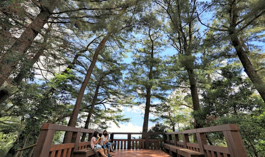 惠蓀林場｜巨松台步道—經山嵐小徑、關刀山林道