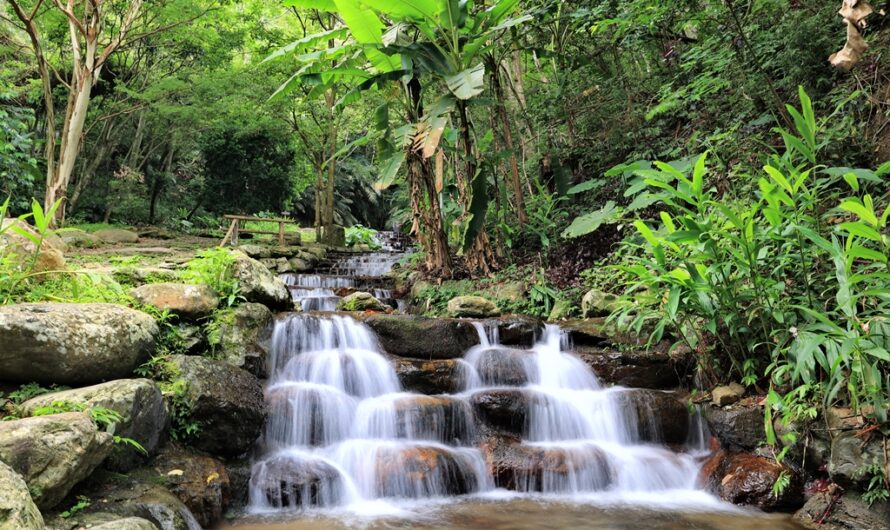 惠蓀林場｜涉水步道清涼消暑、咖啡學堂與可愛的雞群