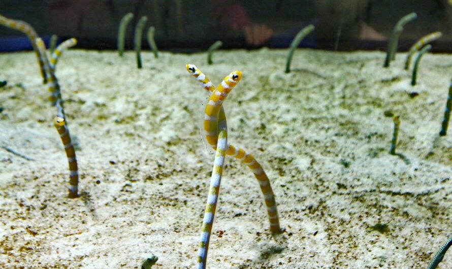 【東京景點】墨田水族館 すみだ水族館 Sumida Aquarium—晴空塔內的精品水族館