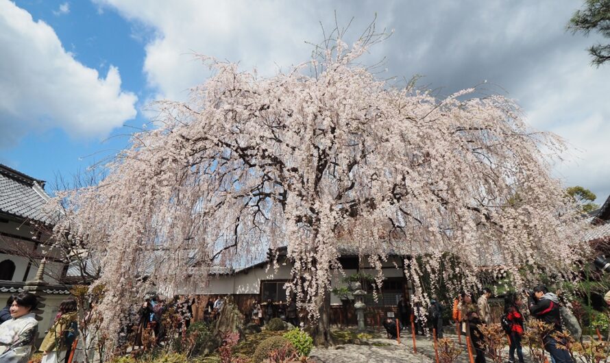 【京都】獨戀一株櫻—本滿寺