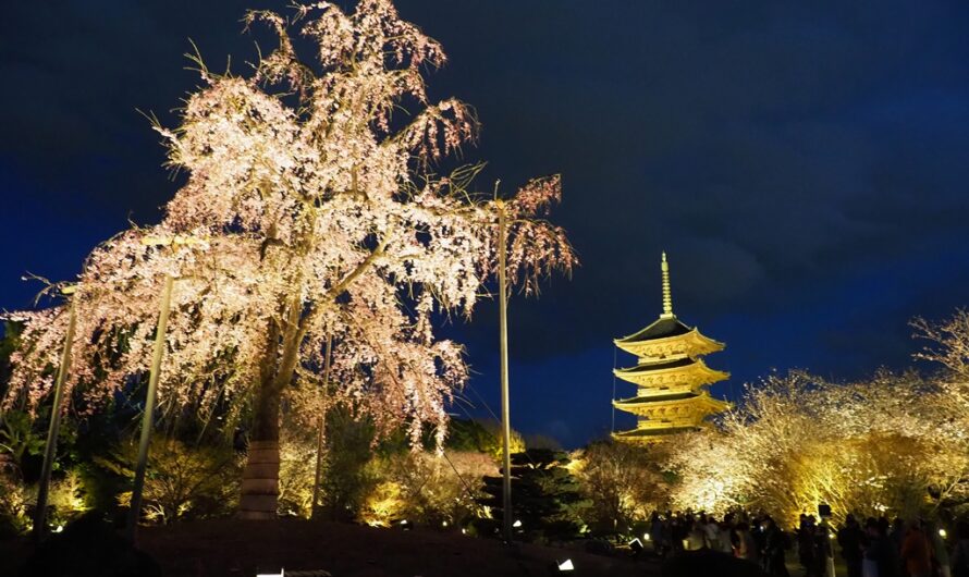 【京都】不二櫻與五重塔的協奏曲—東寺夜櫻