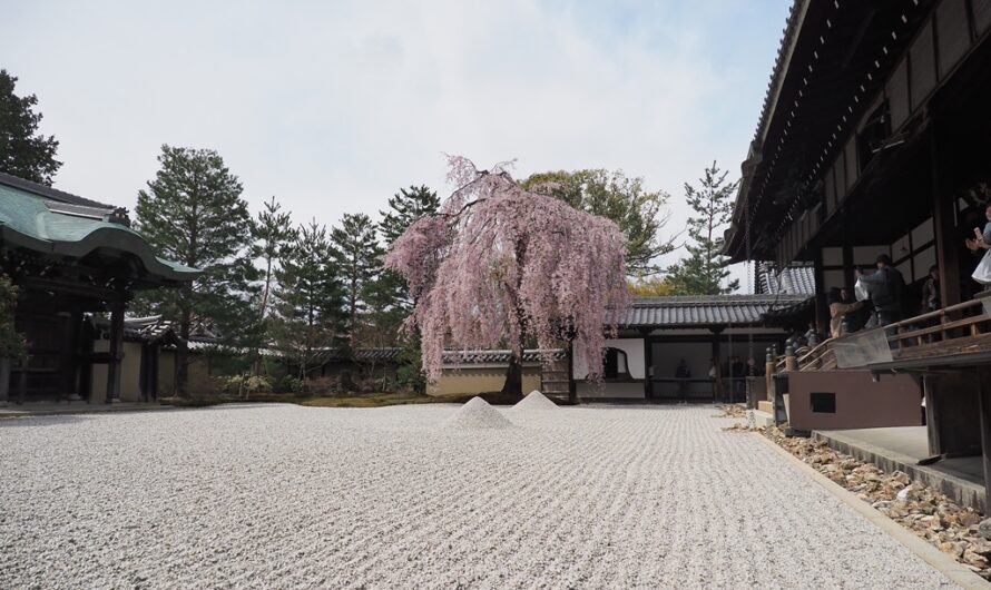 【京都】一株垂櫻滿庭芳—高台寺