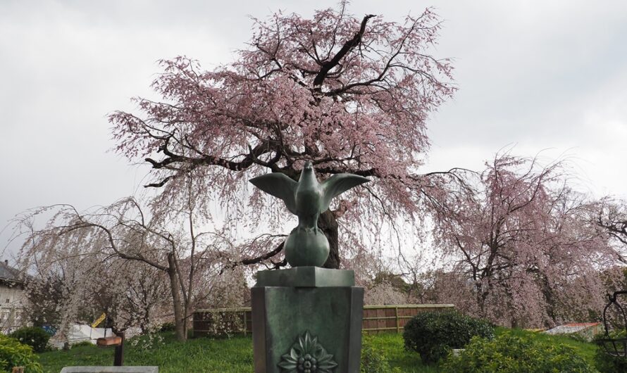 【京都】京都的花見大樂園—圓山公園、 八阪神社、 花見小路