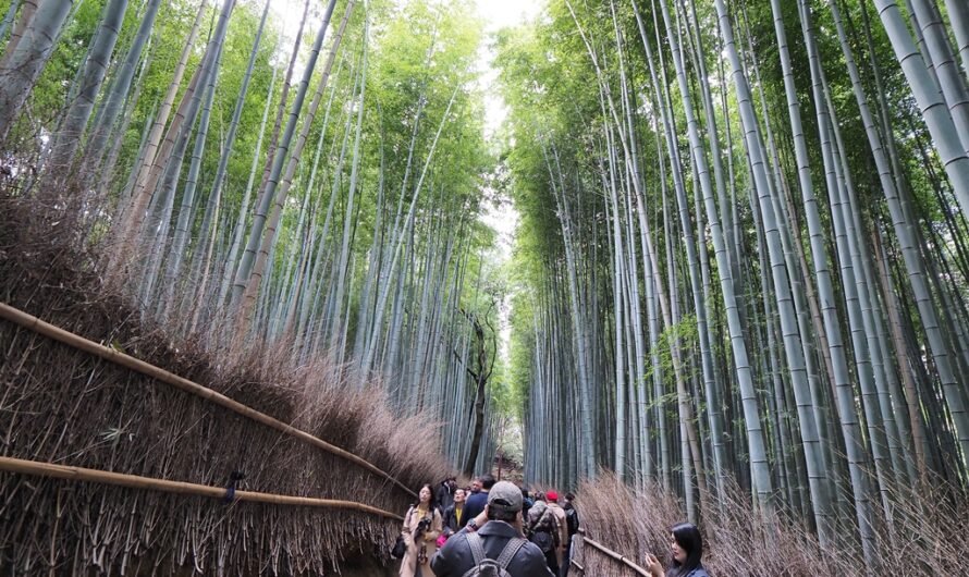 【京都】漫步嵐山半日遊