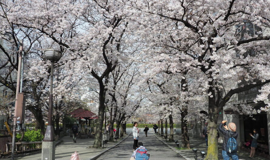 【京都】高瀨川木屋町、衹園白川巽橋—遇見櫻花滿開的感動