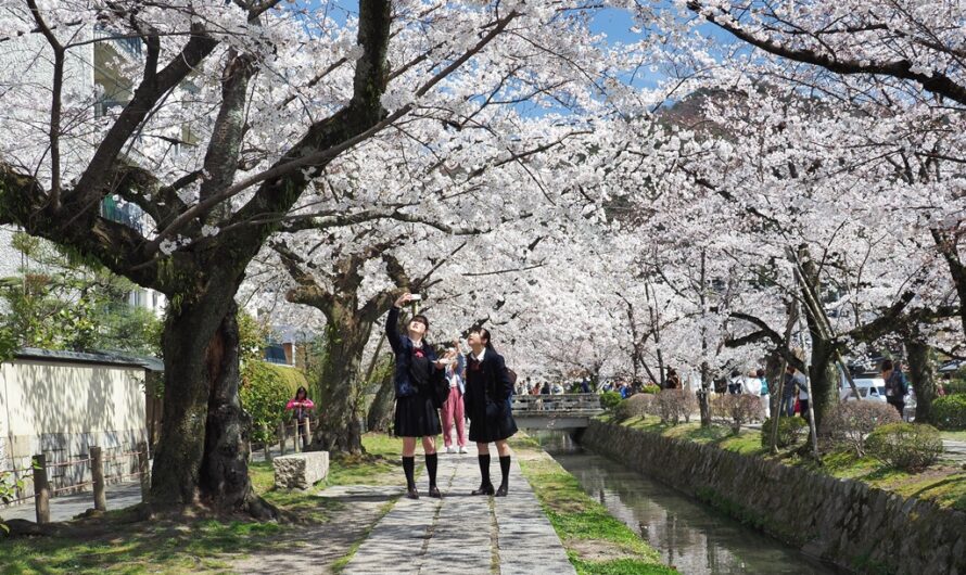 【京都】如詩如畫的櫻花林岸—哲學之道
