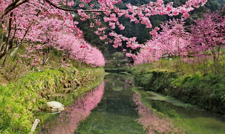 2021 杉林溪櫻花季、鬱金香花季
