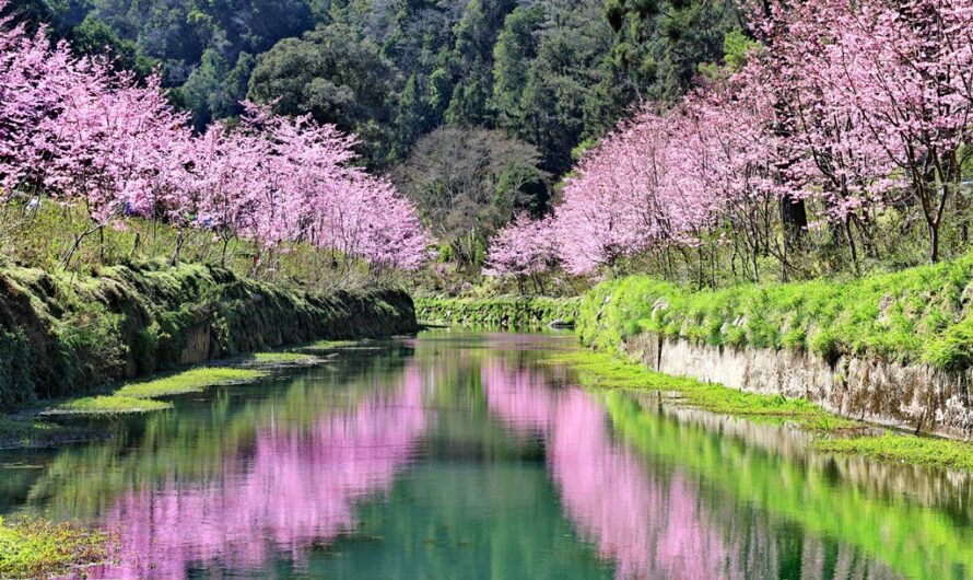 2022 杉林溪櫻花季、鬱金香花季—全台獨一無二的水岸櫻花倒影、鬱金香花海盛大登場