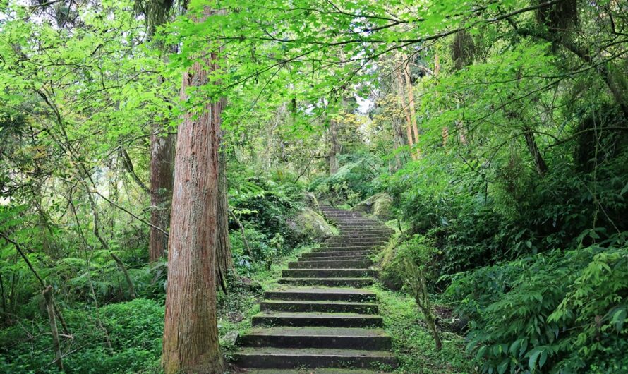 溪頭自然教育園區｜沿溪步道、銀杏森林、古早味筍干排骨午餐