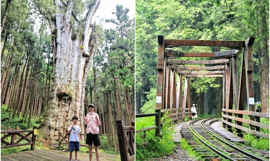 阿里山水山步道──探訪阿里山最老的神木水山巨木