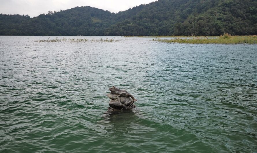 日月潭景點｜水蛙頭步道—日月潭九蛙疊疊樂