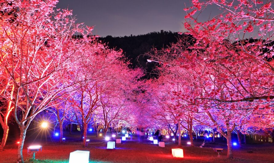 2022 九族櫻花祭—夜櫻篇