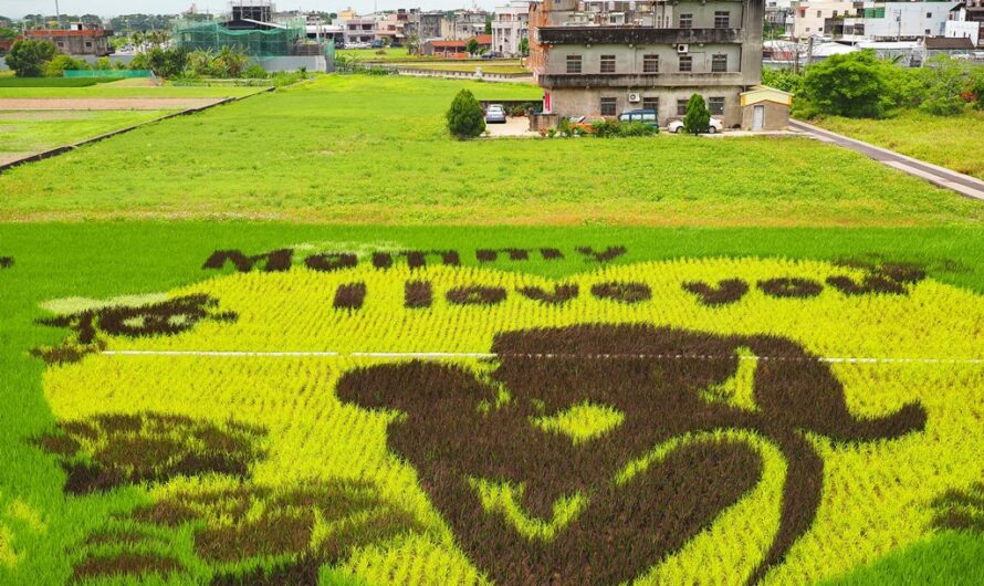 【苗栗苑裡】2021 苑裡彩繪稻田、苑裡鎮農會愛情果園