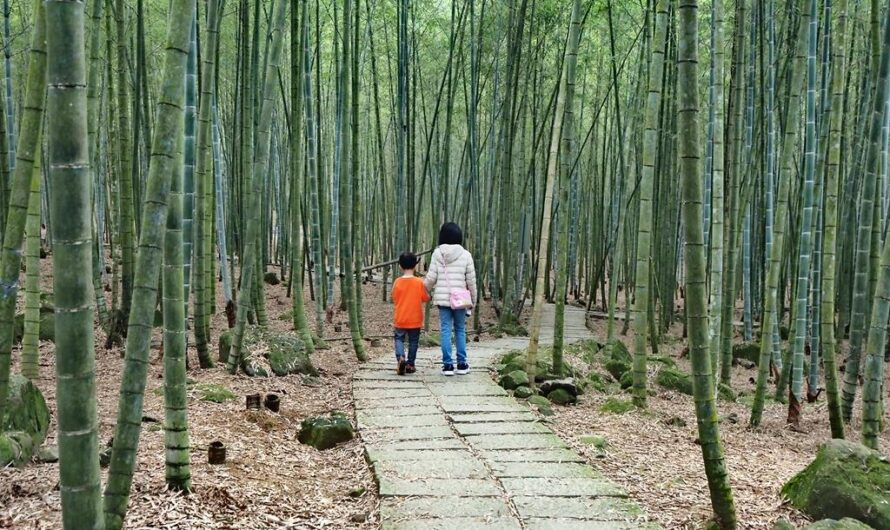 【南投鹿谷】長源圳古道（生態步道）、孟宗竹林古戰場（小半天竹海、林爽文古戰場）