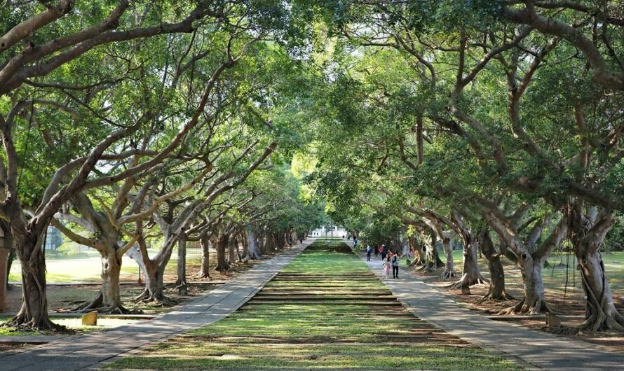 台中西屯｜東海大學文理大道—東海校園最美的風景
