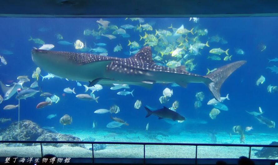 2011 屏東海洋生物博物館看鯨鯊