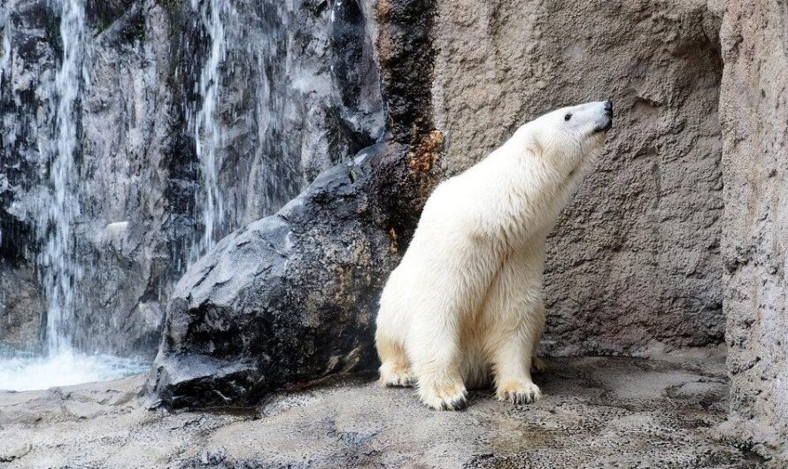 【2014 北海道賞楓之旅】旭川動物園