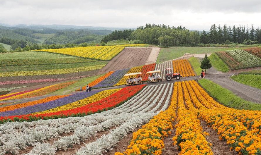 【北海道景點】四季彩之丘