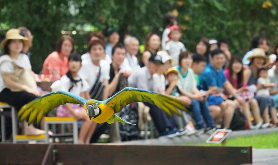【2018 大阪神戶之旅】神戶動物王國、神戶港