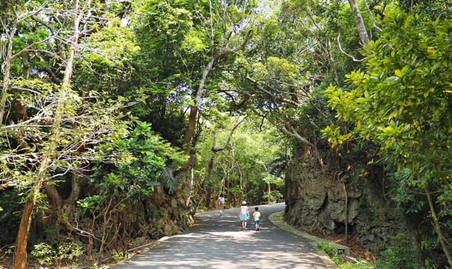 【墾丁景點】墾丁國家森林遊樂區—漫遊 50 萬年前的海底森林、百年熱帶植物園