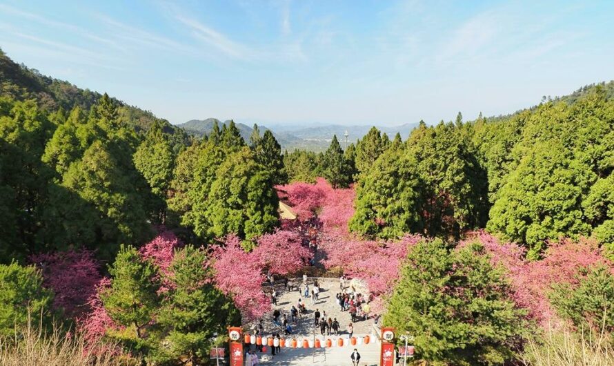 2021 九族櫻花祭—台灣最大的賞櫻盛會（門票、花況、地圖介紹）