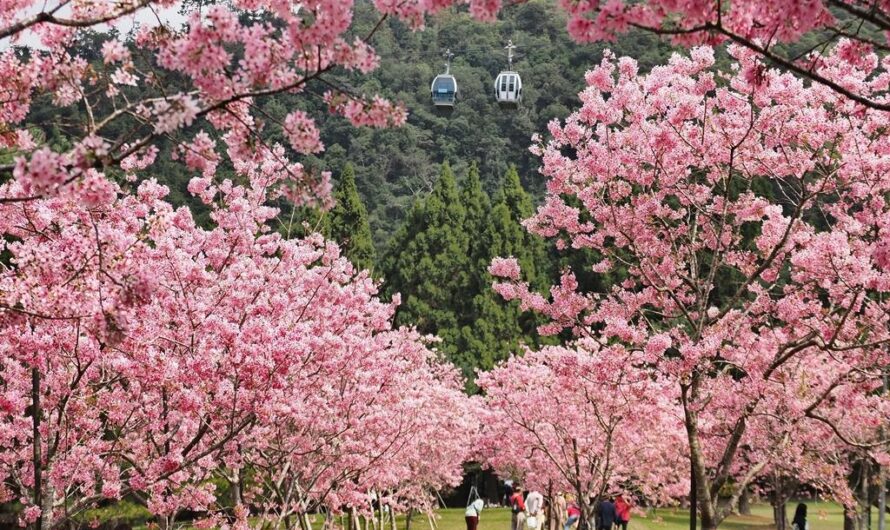 2021 九族櫻花祭第二波—富士櫻華麗登場