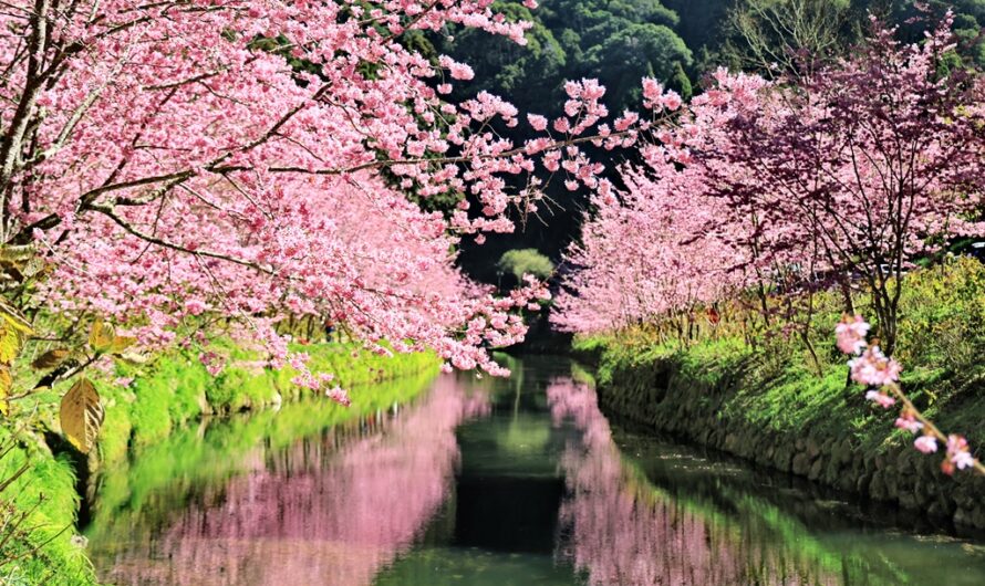 2024 杉林溪櫻花季–粉紅椿寒櫻