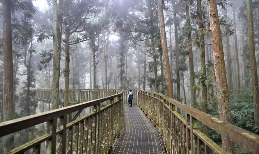 溪頭自然教育園區｜空中走廊、銀杏步道、觀景步道