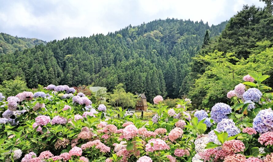 2024 杉林溪繡球花季—夏日避暑勝地賞花趣