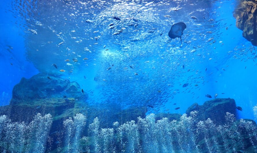 【宮城縣景點】仙台海洋森林水族館（仙台うみの杜水族館）—日本東北第一大水族館