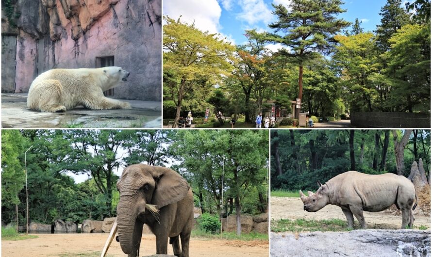 仙台八木山動物園：看見動物們的可愛日常