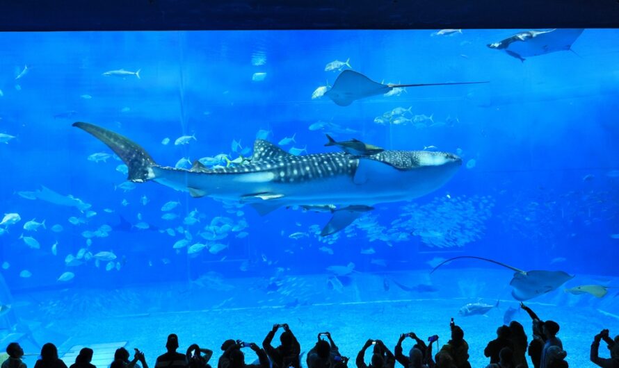 沖繩美麗海水族館的感動時光—鯨鯊、鬼幅魟、海豚表演